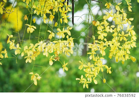 Golden Shower in Bangkok, Thailand 76838592