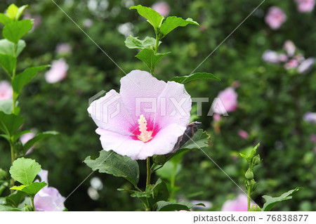 沙龍玫瑰是韓國的國花 76838877