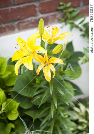 The fragrant scent of lilies 76838887