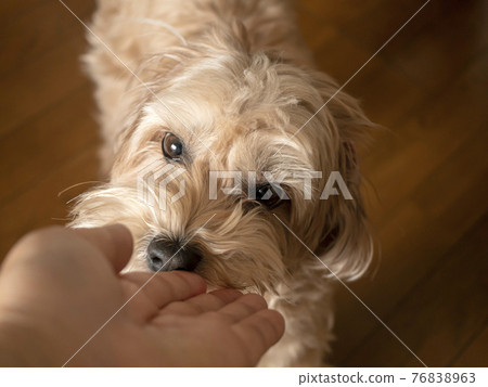 A cute apricot small dog who wants a snack to hold in his hand [Toy Poodle Maltipoo] 76838963