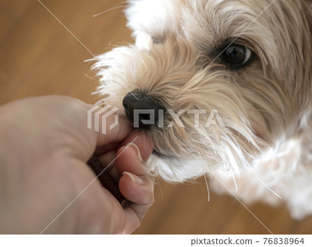 A cute apricot small dog who wants a snack to hold in his hand [Toy Poodle Maltipoo] 76838964