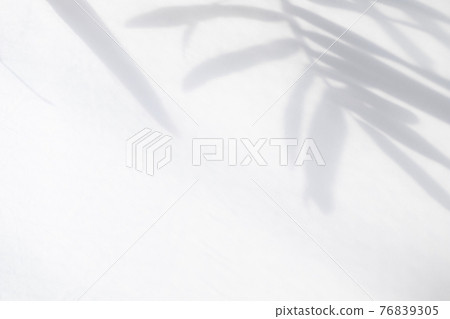 Shadow of palm tree leaves, silhouette [summer] 76839305