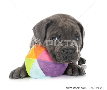 puppy Neapolitan Mastiff 76839346
