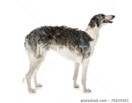 borzoi in studio borzoi in studio 76839361