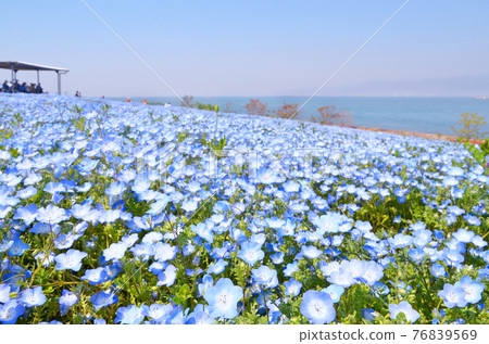 盛開的粉蝶花的海濱風光 大阪 舞島 照片素材 圖片 圖庫