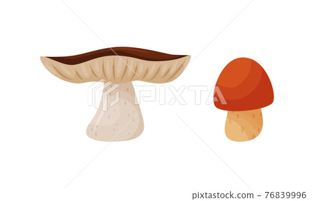 Different Forest Mushrooms with Stem and Cap Isolated on White Background Vector Set Different Forest Mushrooms with Stem and Cap Isolated on White Background Vector Set 76839996