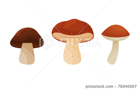 Different Forest Mushrooms with Stem and Cap Isolated on White Background Vector Set Different Forest Mushrooms with Stem and Cap Isolated on White Background Vector Set 76840007