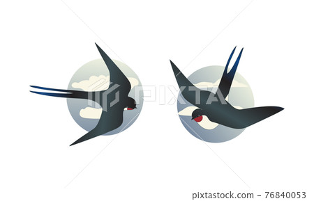 Swallow or Martin as Passerine Bird with Long Pointed Wings Vector Set Swallow or Martin as Passerine Bird with Long Pointed Wings Vector Set 76840053