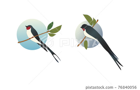 Swallow or Martin as Passerine Bird with Long Tail Perching on Tree Branch Vector Set Swallow or Martin as Passerine Bird with Long Tail Perching on Tree Branch Vector Set 76840056