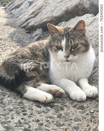 休息在海灘的流浪貓 休息在海灘的流浪貓 76840060