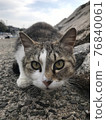 一隻可怕地靠近的流浪貓 76840061
