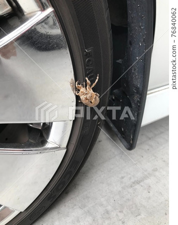 一隻緊貼汽車輪胎出現的蟬 一隻緊貼汽車輪胎出現的蟬 76840062
