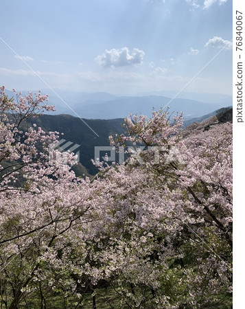 Cherry blossoms in full bloom on the mountain Cherry blossoms in full bloom on the mountain 76840067