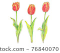 Watercolor style tulips 76840070