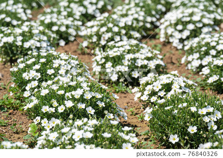 Arenalia flowers Arenalia flowers 76840326