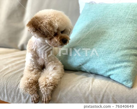 Toy poodle looking away on the couch Toy poodle looking away on the couch 76840649