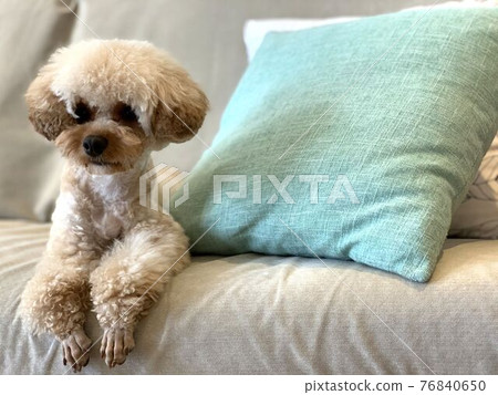 Toy poodle sitting on the couch Toy poodle sitting on the couch 76840650