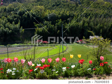 Landscape with tulips 76840693