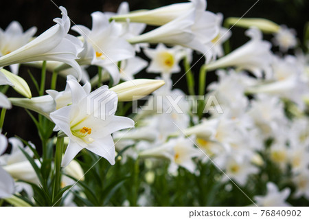 春天的野百合 麝香百合 春天的野百合 麝香百合 76840902