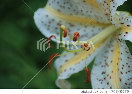 Mountain lily flower (August) Mountain lily flower (August) 76840979