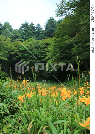 Day lilies bloom at Rokko Alpine Botanical Garden in Kobe in summer (August) Day lilies bloom at Rokko Alpine Botanical Garden in Kobe in summer (August) 76841245