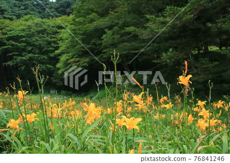 Day lilies bloom at Rokko Alpine Botanical Garden in Kobe in summer (August) Day lilies bloom at Rokko Alpine Botanical Garden in Kobe in summer (August) 76841246