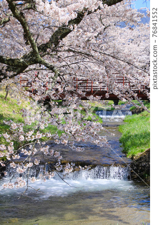 Cherry blossoms in Kanonji River (Fukushima Prefecture, Inawashiro Town) Cherry blossoms in Kanonji River (Fukushima Prefecture, Inawashiro Town) 76841552