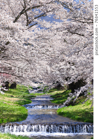 Kanonji河(福島縣,豬苗代町)的櫻花 Kanonji河(福島縣,豬苗代町)的櫻花 76841553