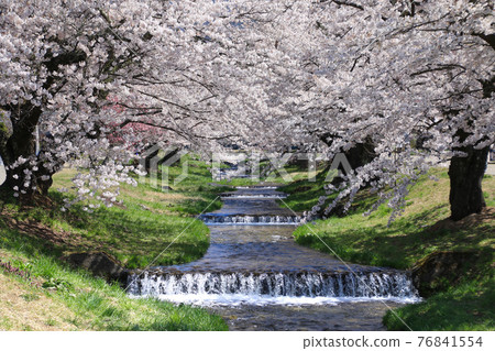 Kanonji河(福島縣,豬苗代町)的櫻花 Kanonji河(福島縣,豬苗代町)的櫻花 76841554