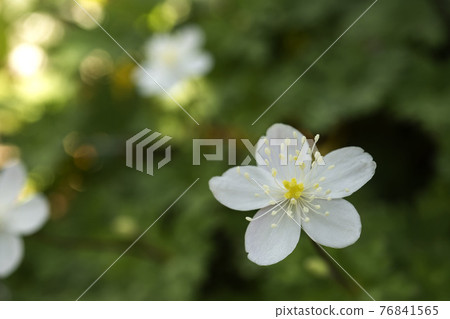 鬆弛的海葵花的宏觀照片 鬆弛的海葵花的宏觀照片 76841565