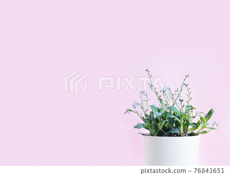 Background material with small foliage plants and fancy spring colors 76841651