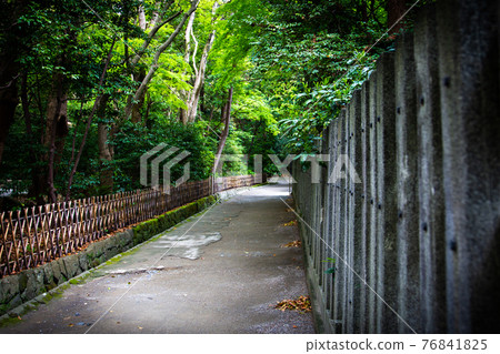 鶴岡八幡宮(鎌倉市雪之下)神社附近的小路 鶴岡八幡宮(鎌倉市雪之下)神社附近的小路 76841825