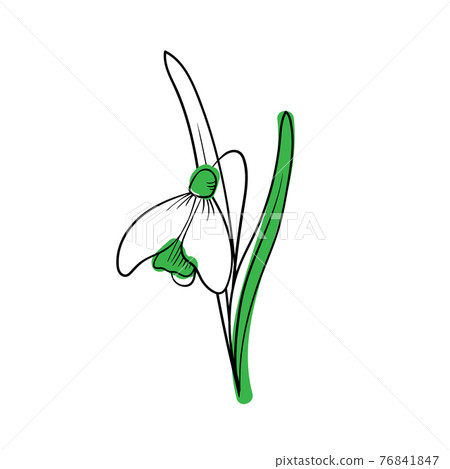 Isolated snowdrop on a white background. Line sketch with colored spots. Spring symbol. Vector 76841847