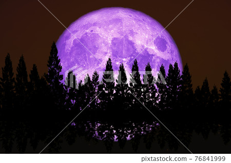 reflection super corn planting purple  moon rise back top pine clear cloud on the night sky 76841999