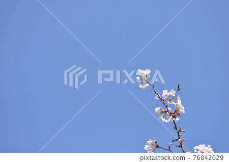 Cherry blossoms in blue sky back Cherry blossoms in blue sky back 76842029