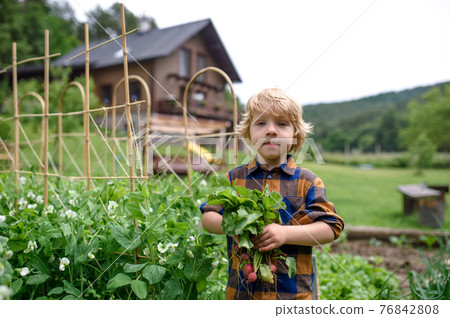 Small boy holding radishes in vegetable garden, sustainable lifestyle. Small boy holding radishes in vegetable garden, sustainable lifestyle. 76842808