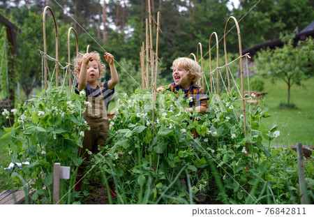Portrait of two small children in vegetable garden, sustainable lifestyle. Portrait of two small children in vegetable garden, sustainable lifestyle. 76842811