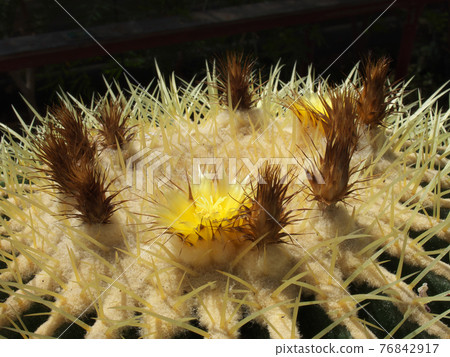 Flower of the cactus king "Kinshachi" Flower of the cactus king "Kinshachi" 76842917
