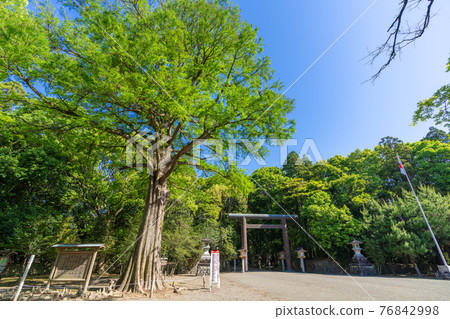 Fresh green Miyazaki Shrine, Miyazaki City, Miyazaki Prefecture 76842998