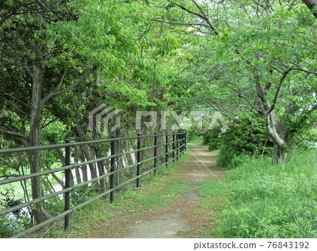 A promenade along the river full of greenery A promenade along the river full of greenery 76843192
