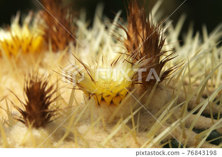 Macro shooting of the flower of the cactus king "Kinshachi" Macro shooting of the flower of the cactus king "Kinshachi" 76843198