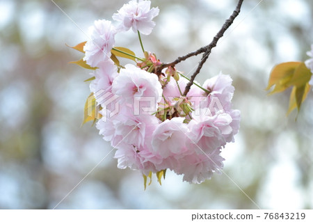 盛開的雙櫻花 76843219