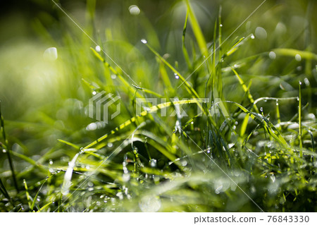 Close up of fresh thick grass with water drops in the early morning 76843330