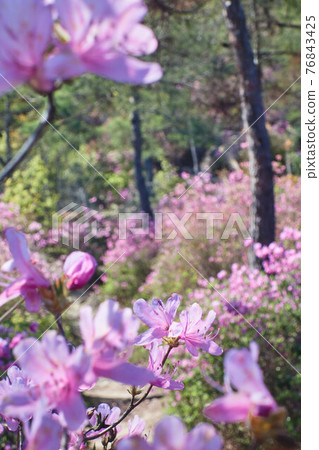杜鵑花盛開的山路 杜鵑花盛開的山路 76843425