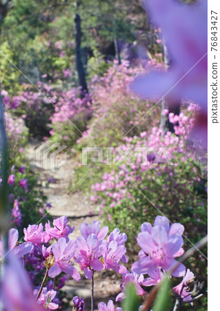 杜鵑花盛開的山路 杜鵑花盛開的山路 76843427
