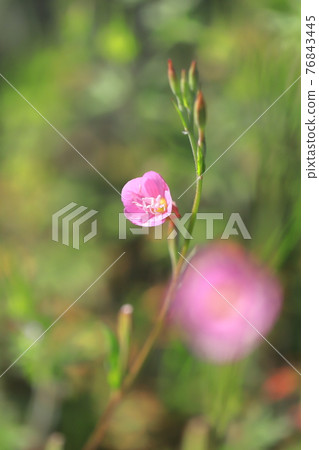 Pretty red flower evening primrose (evening primrose) Pretty red flower evening primrose (evening primrose) 76843445