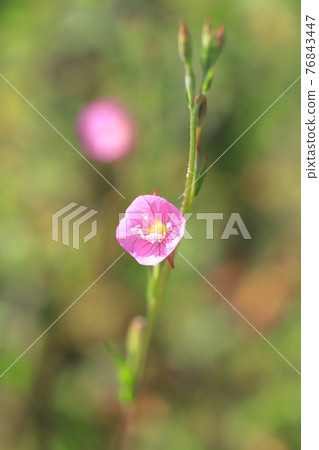 Pretty red flower evening primrose (evening primrose) Pretty red flower evening primrose (evening primrose) 76843447