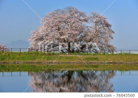 One cherry tree of Izaka Pond 76843500