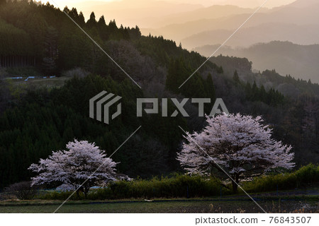 Cherry blossoms in Uda Haibarakaiba Cherry blossoms in Uda Haibarakaiba 76843507
