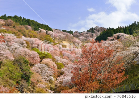 吉野山櫻桃樹 76843516